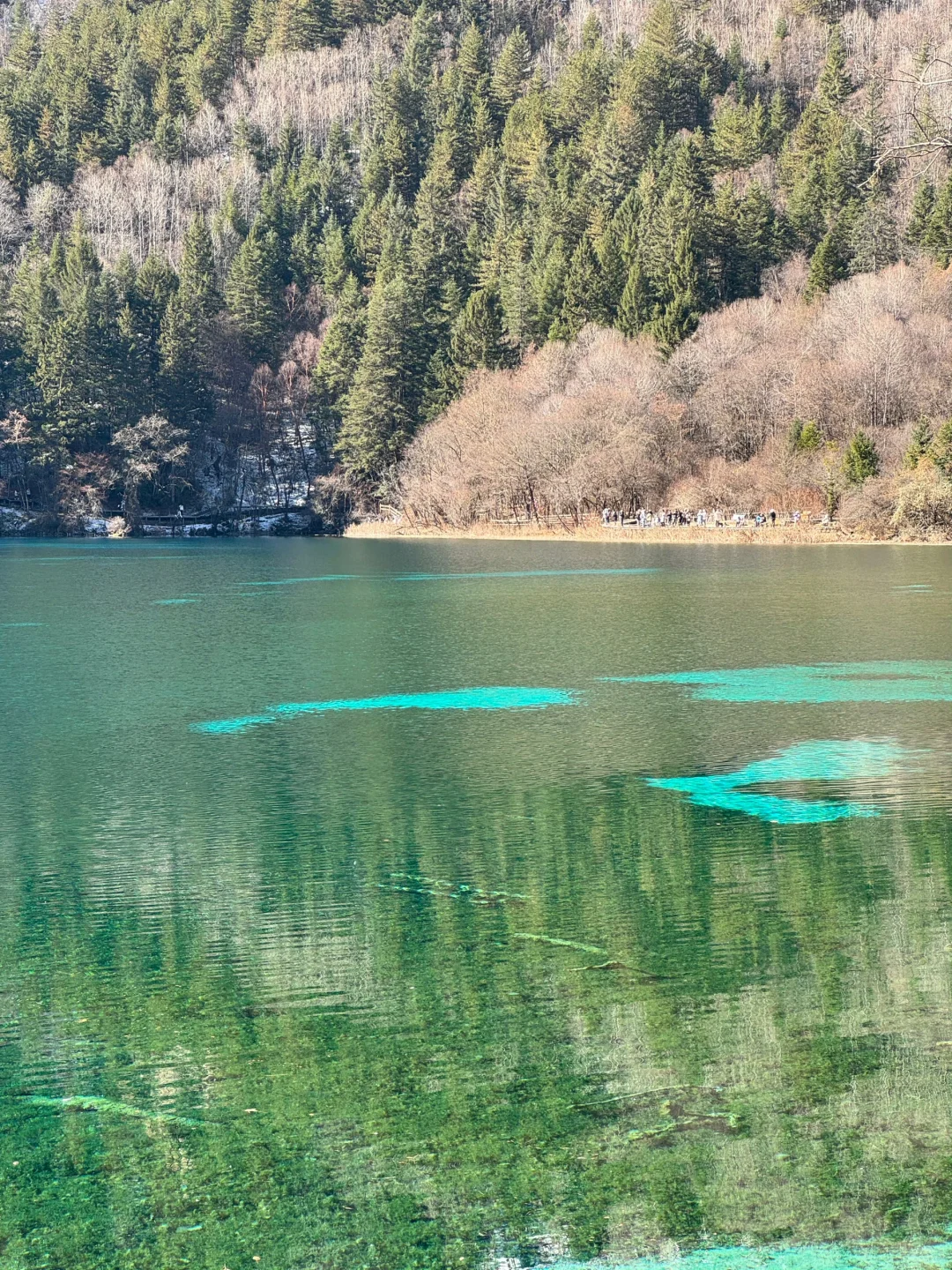 12.5📍九寨沟下雪❄已踩坑 但劝不了一点...