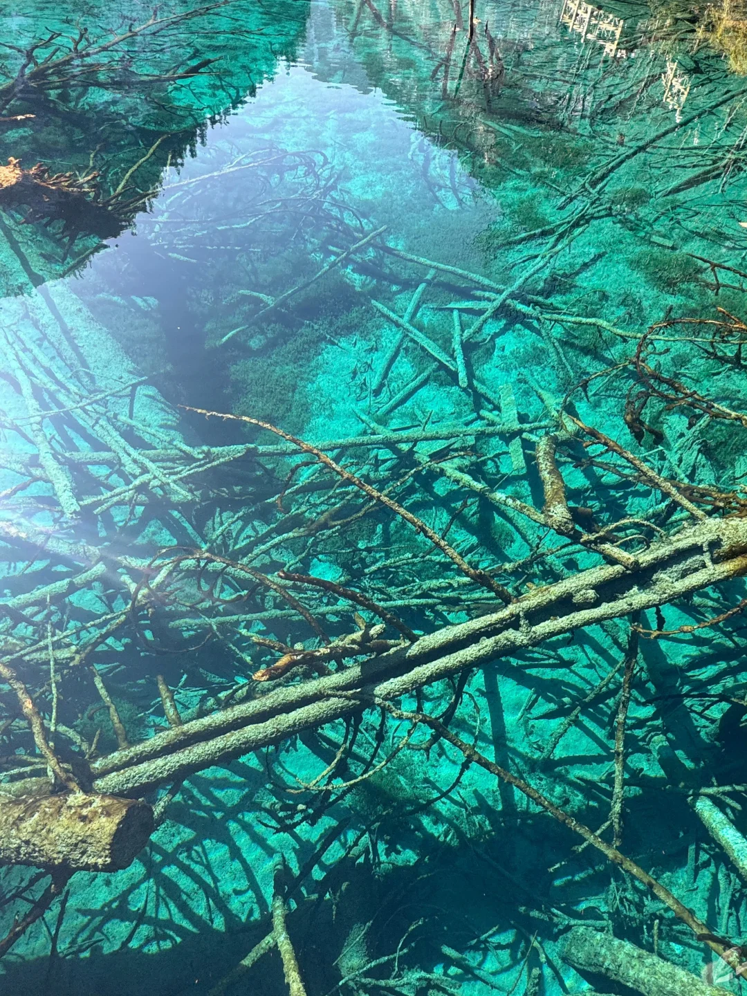 12.5📍九寨沟下雪❄已踩坑 但劝不了一点...