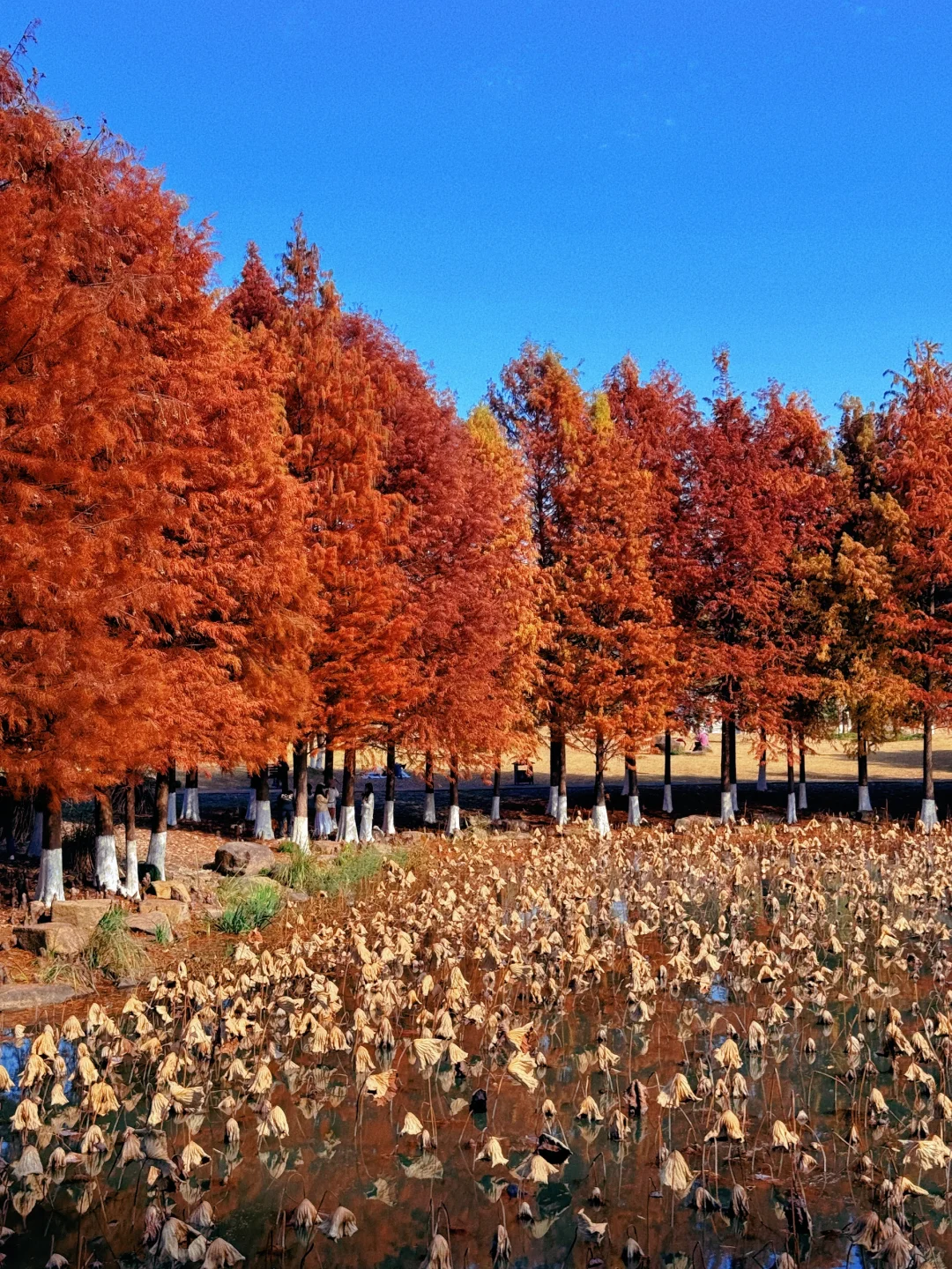 本以为西湖够美了,直到我去了杭州湘湖‼️