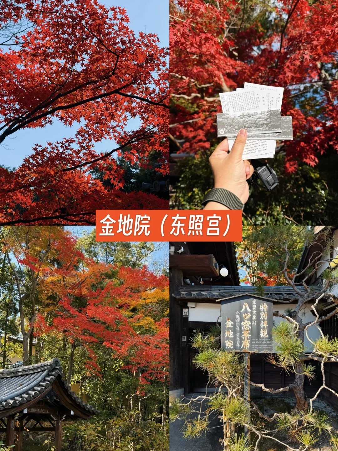 京都🍁10个热门红叶景点！实拍测评来了！