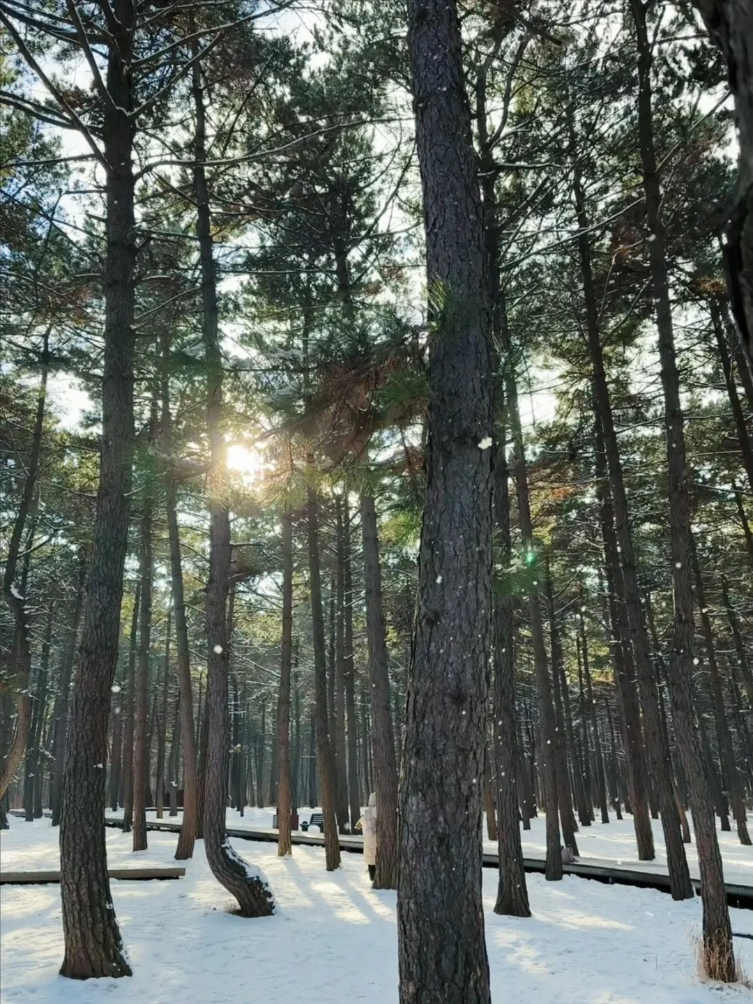 【长春净月潭】冬天里的蓝色北国公园❄️