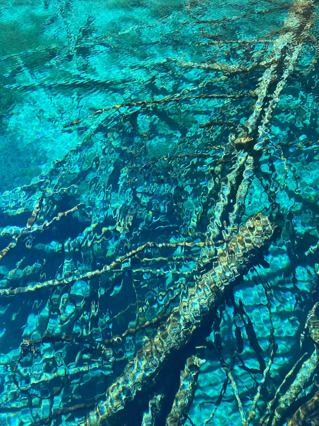 12.5📍九寨沟下雪❄已踩坑 但劝不了一点...
