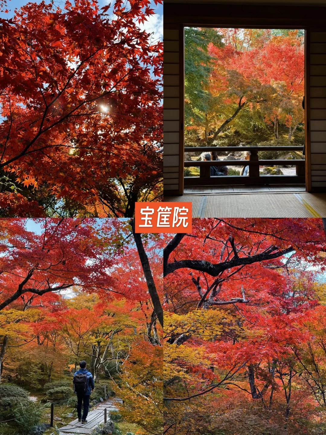 京都🍁10个热门红叶景点！实拍测评来了！