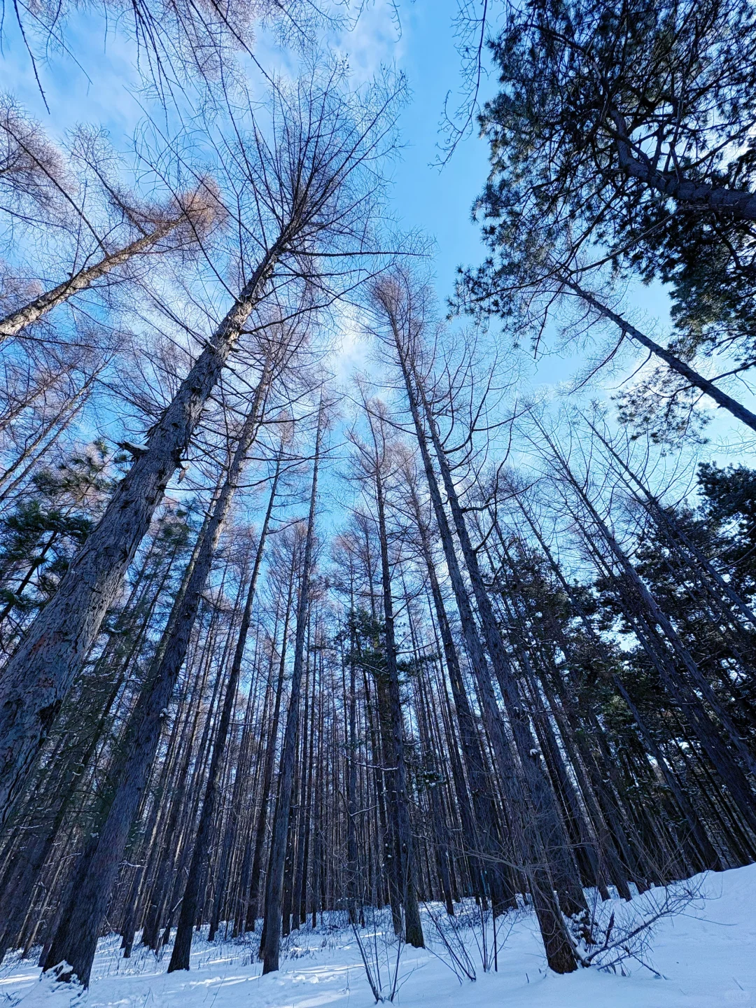 【长春净月潭】冬天里的蓝色北国公园❄️
