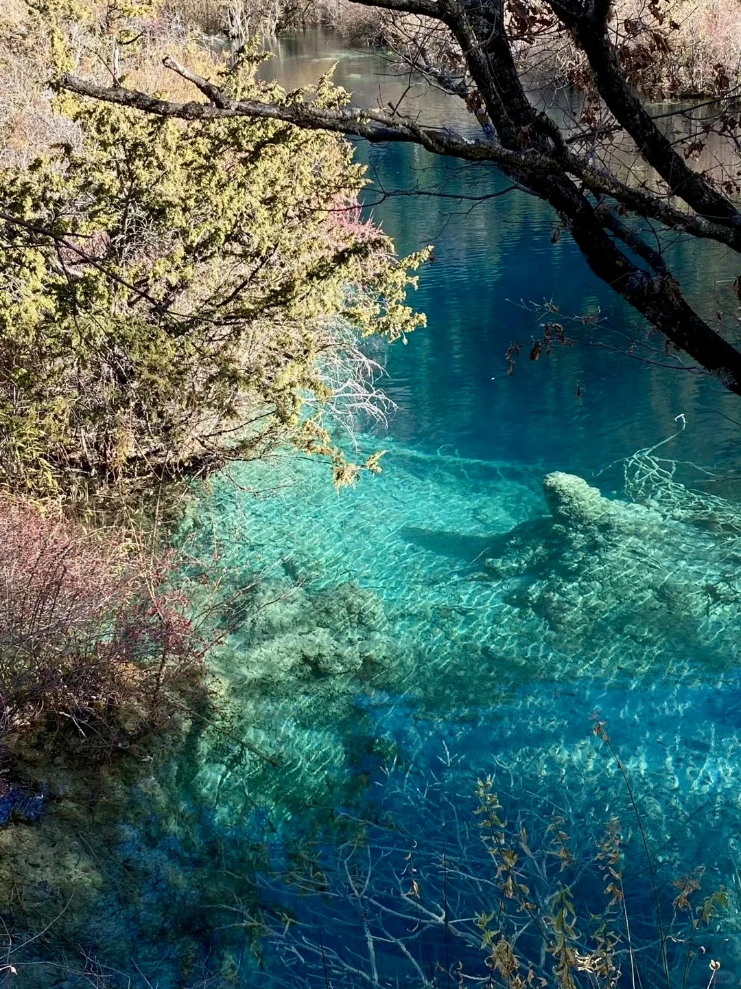 12.5📍九寨沟下雪❄已踩坑 但劝不了一点...