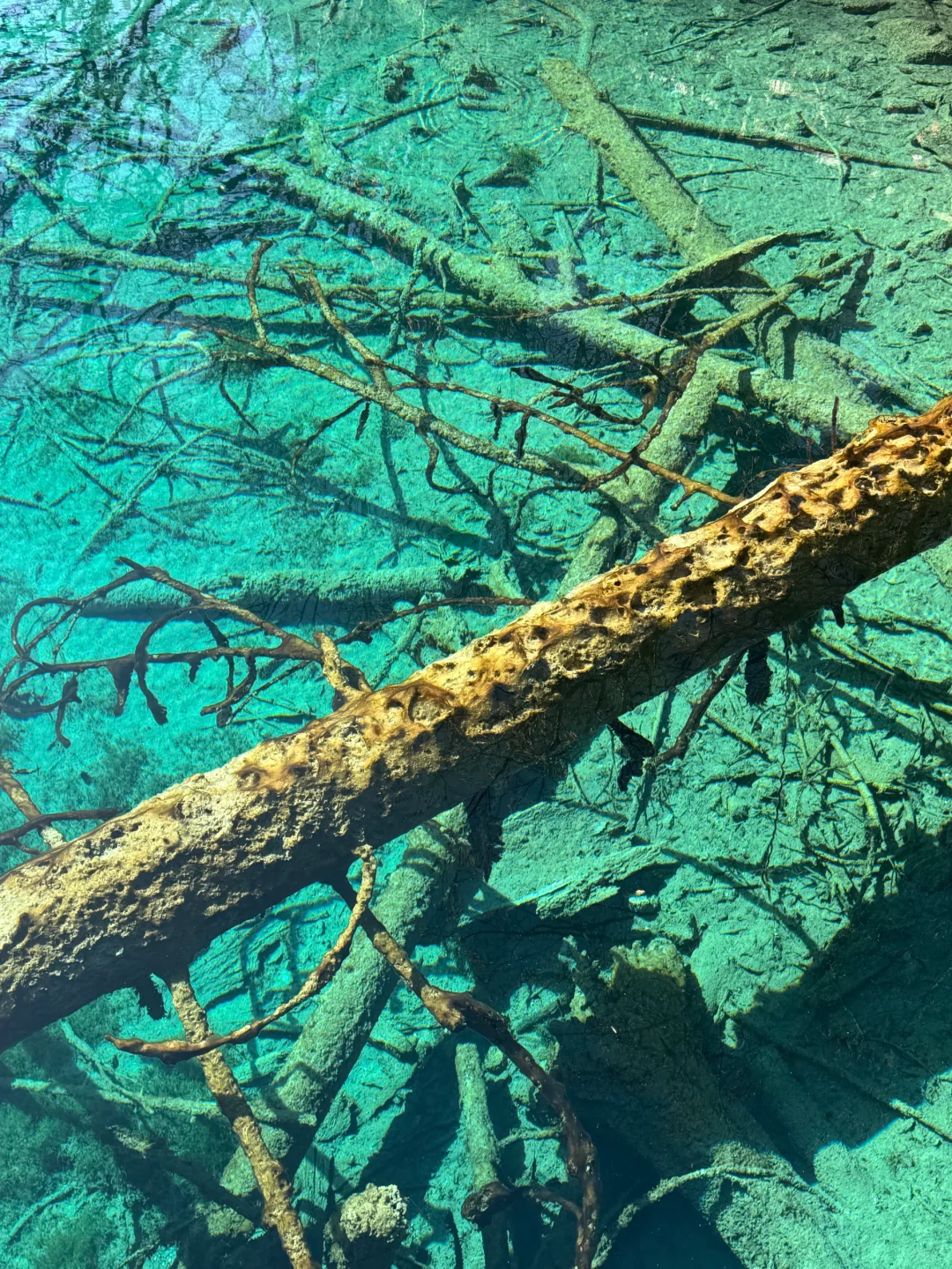12.5📍九寨沟下雪❄已踩坑 但劝不了一点...