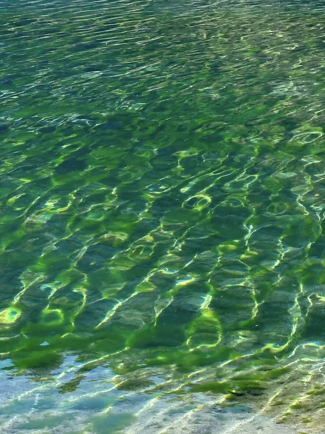 12.5📍九寨沟下雪❄已踩坑 但劝不了一点...