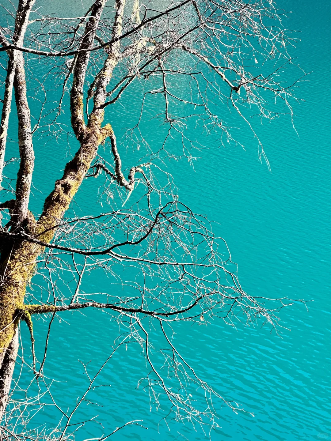 12.5📍九寨沟下雪❄已踩坑 但劝不了一点...