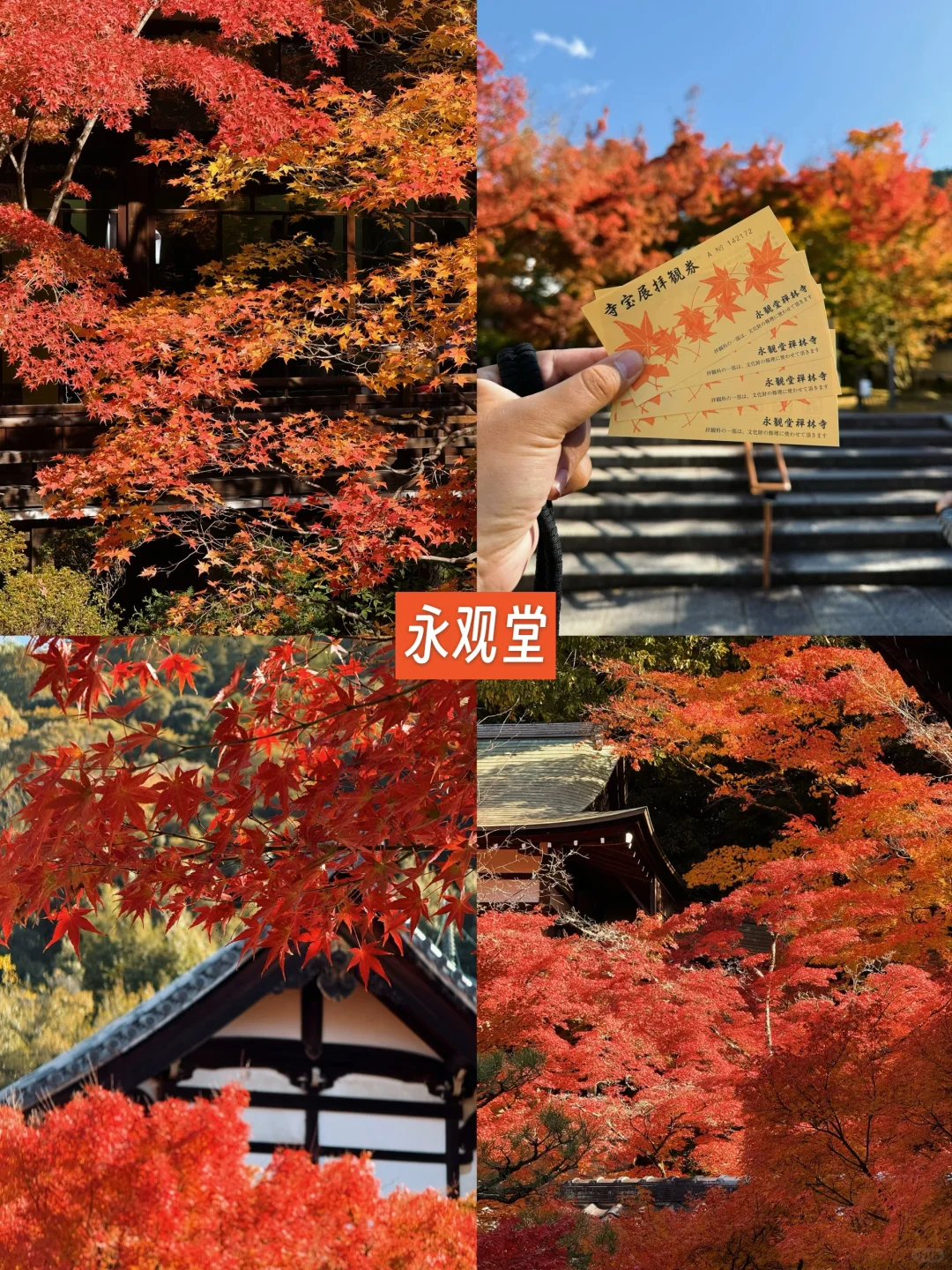京都🍁10个热门红叶景点！实拍测评来了！