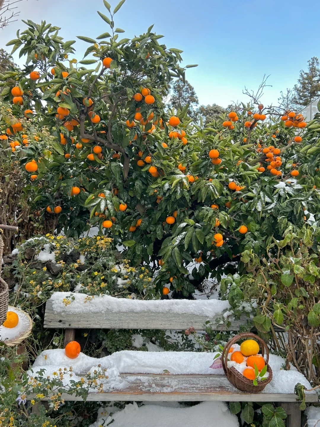冬天一定要来济州岛看次海 (冬季打卡地）