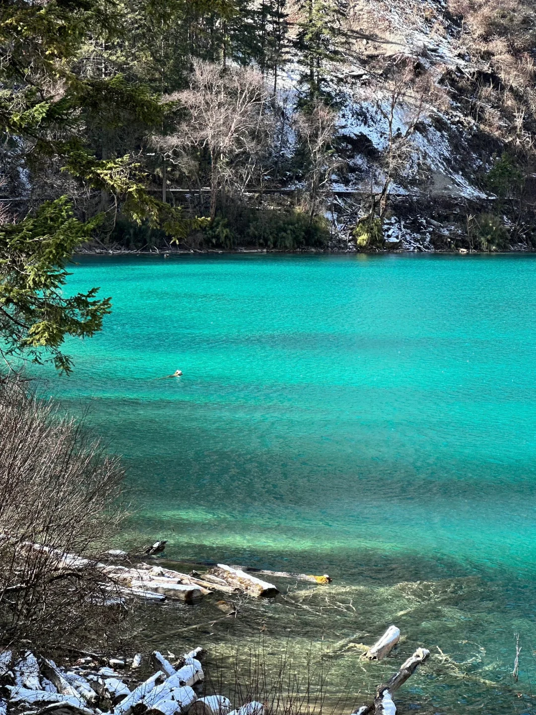 12.5📍九寨沟下雪❄已踩坑 但劝不了一点...