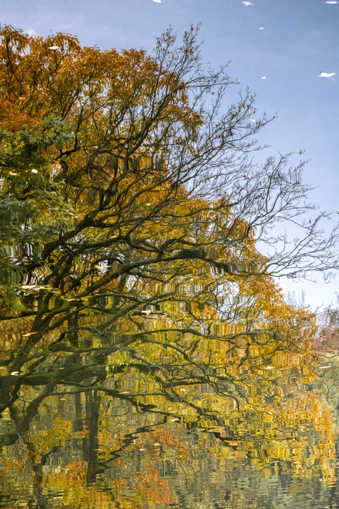 12.5实拍，为灵谷寺的每一棵树欢呼