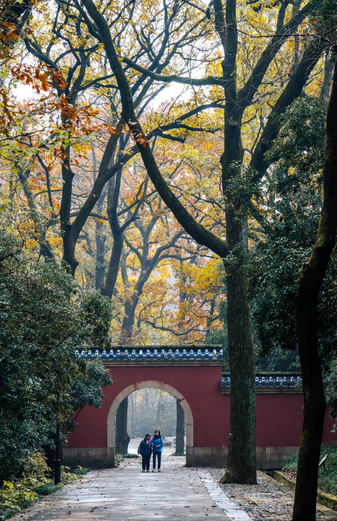 12.5实拍，为灵谷寺的每一棵树欢呼