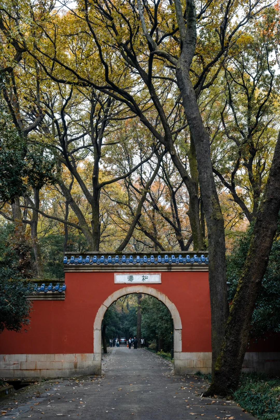 12.5实拍，为灵谷寺的每一棵树欢呼