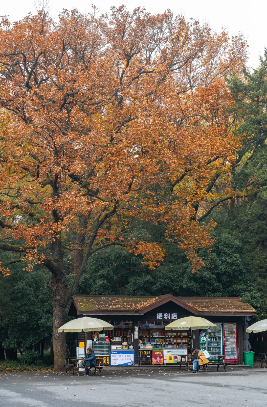 12.5实拍，为灵谷寺的每一棵树欢呼