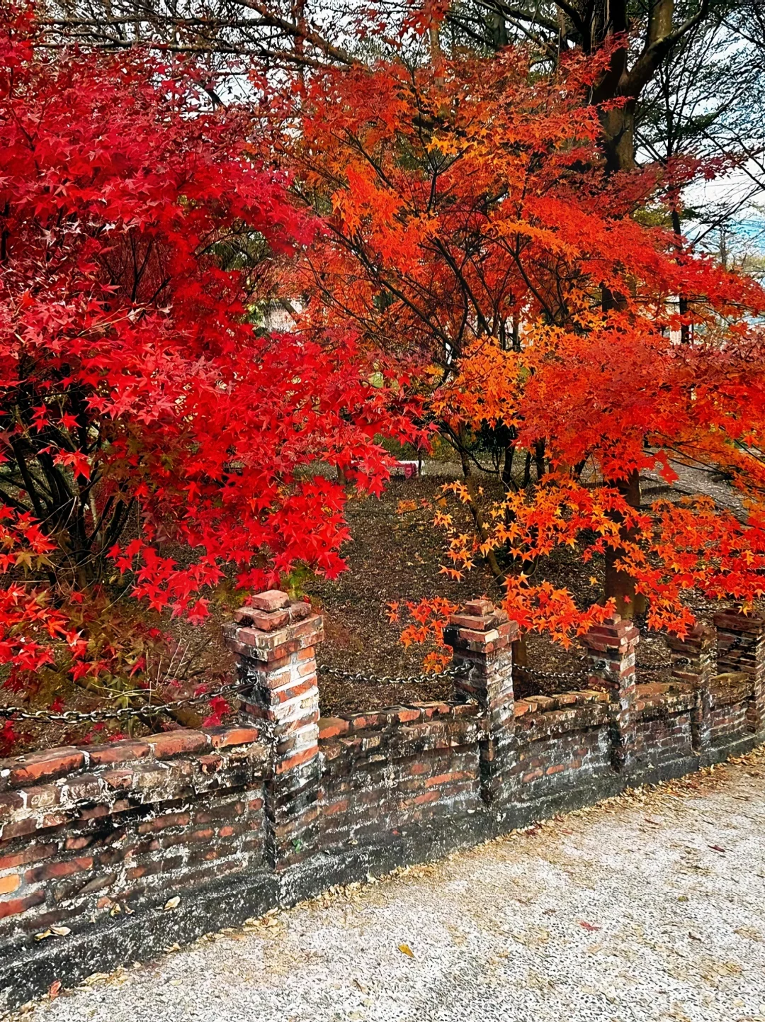 广州出发只需1.5h 属于广东人的红🍁