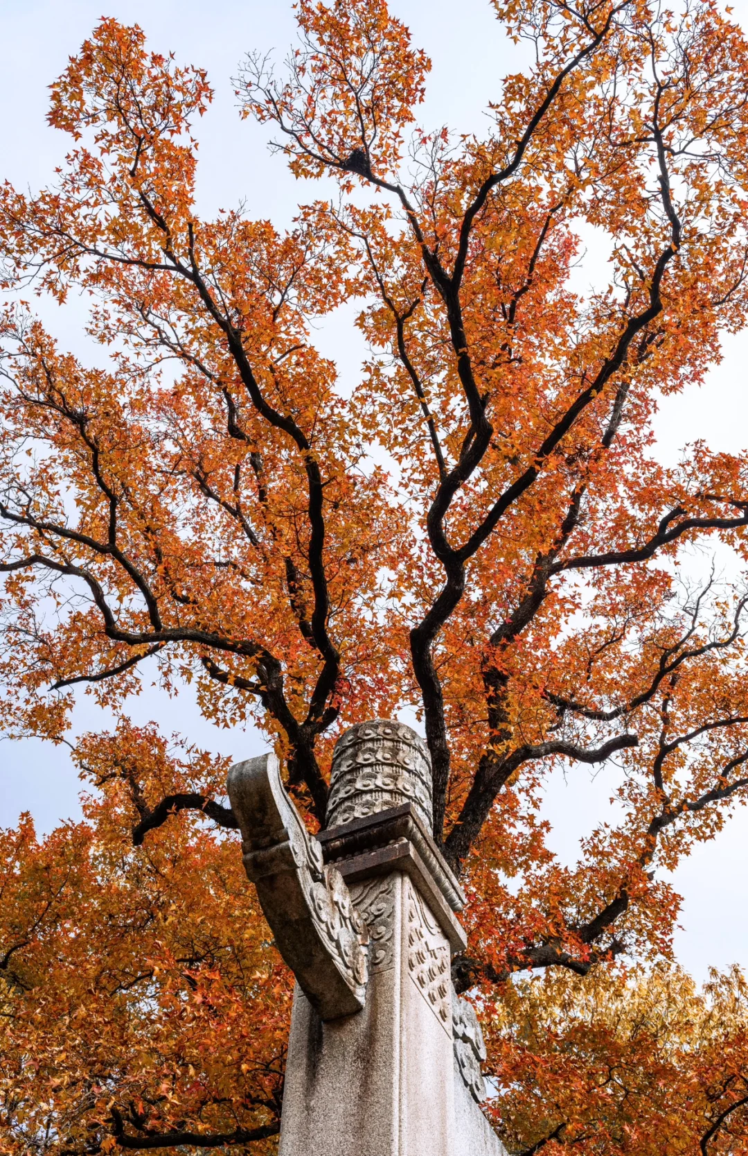 12.5实拍，为灵谷寺的每一棵树欢呼