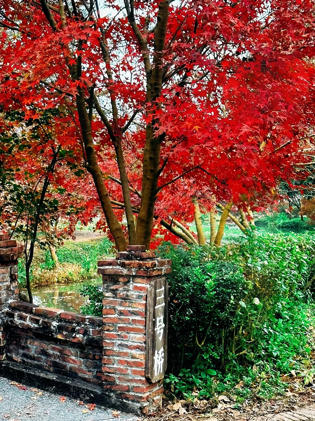 广州出发只需1.5h 属于广东人的红🍁