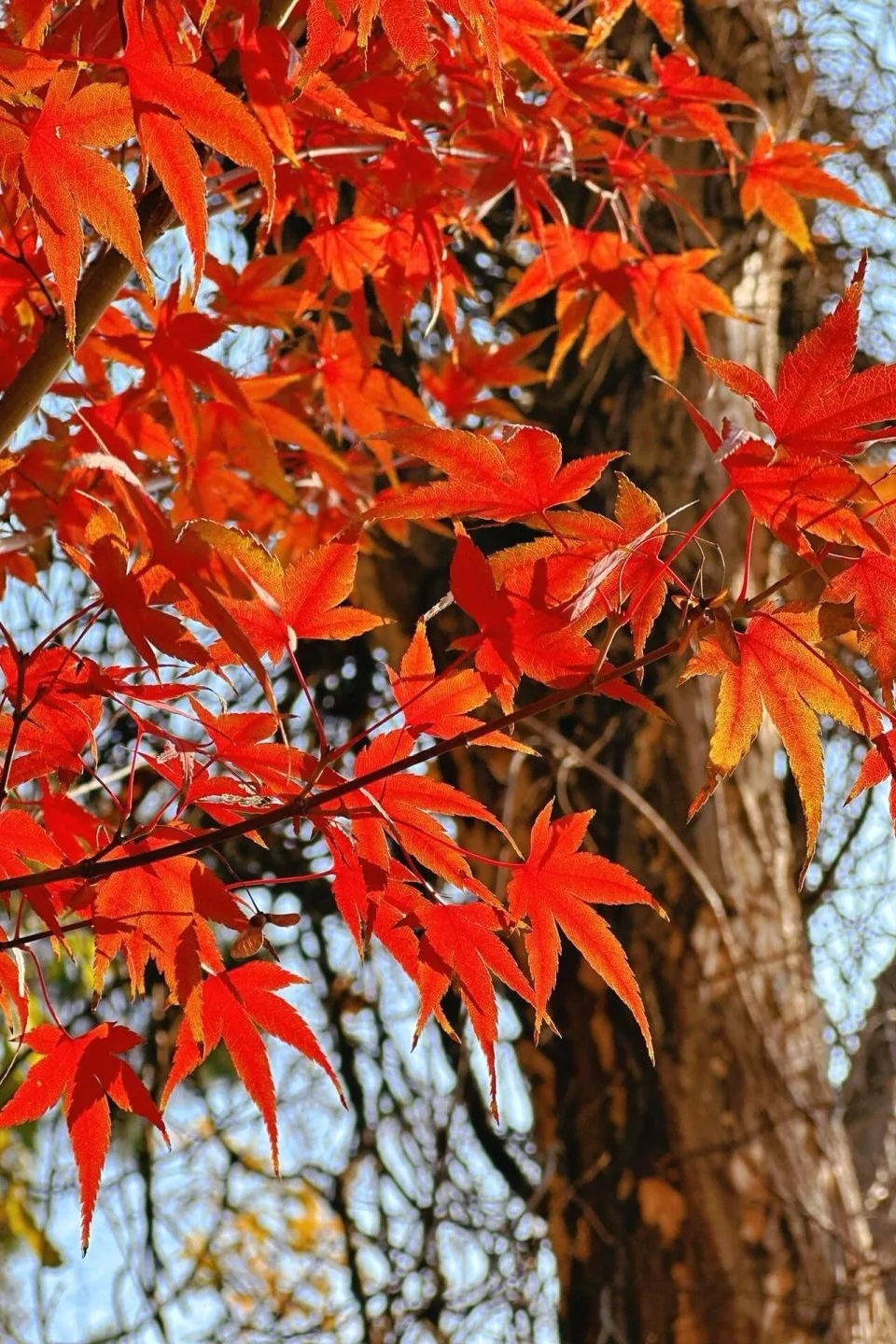栖霞山已回，最全避坑指南（必看）