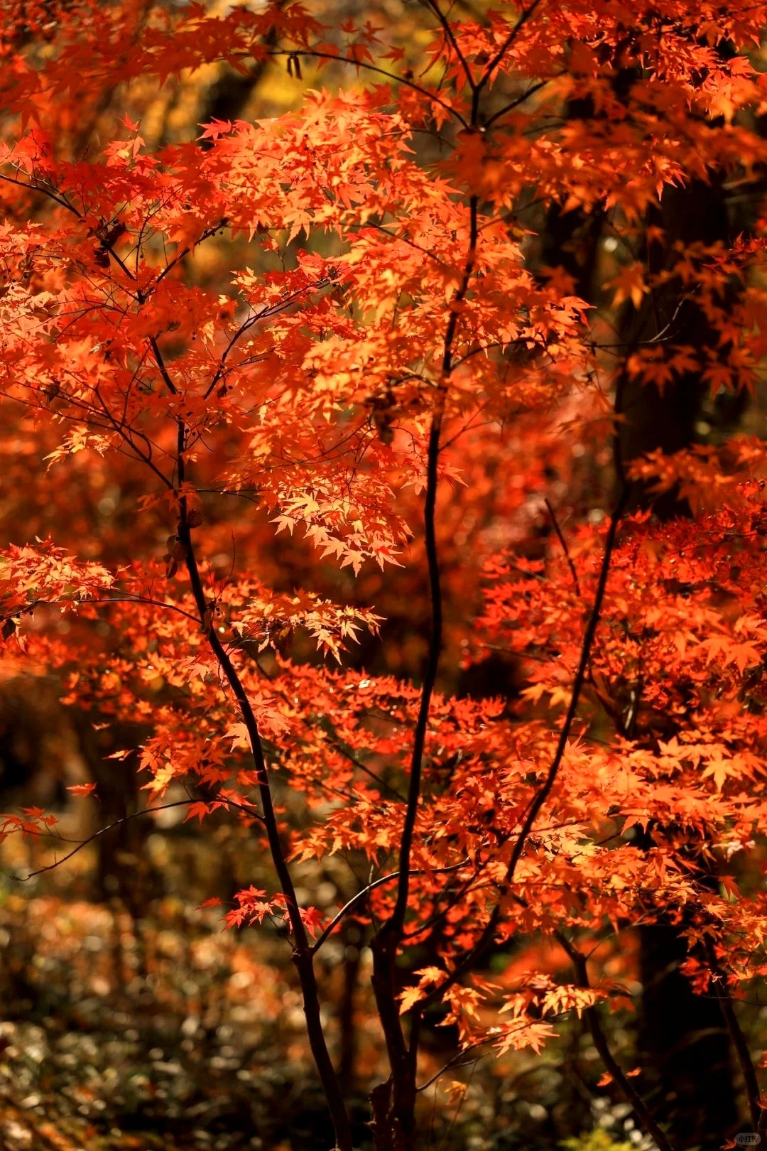 栖霞山已回，最全避坑指南（必看）