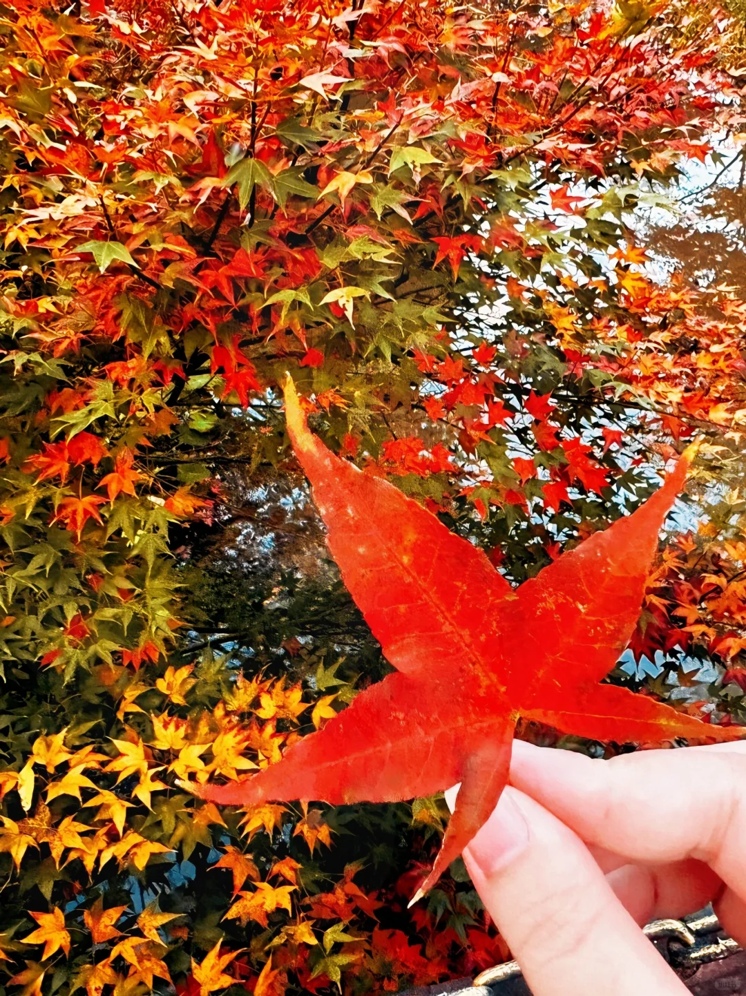 广州出发只需1.5h 属于广东人的红🍁