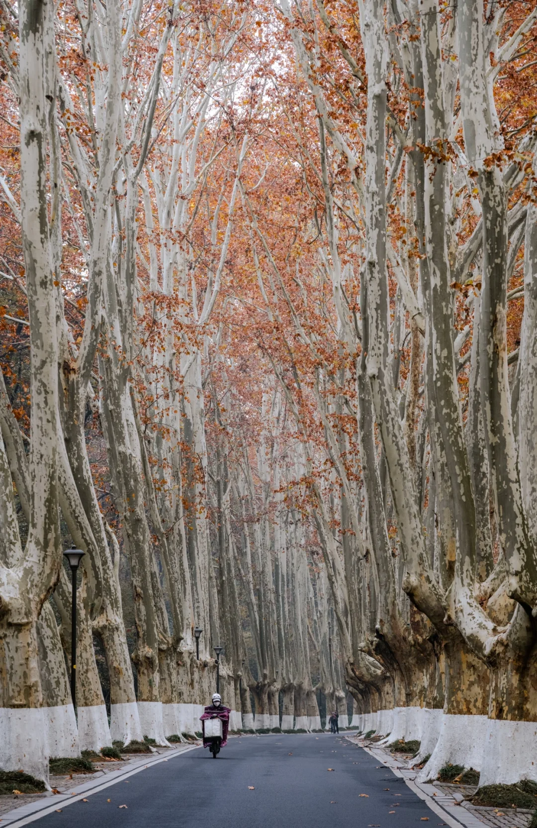 12.5实拍，为灵谷寺的每一棵树欢呼