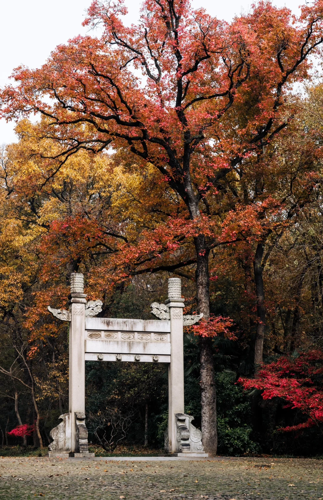 12.5实拍，为灵谷寺的每一棵树欢呼