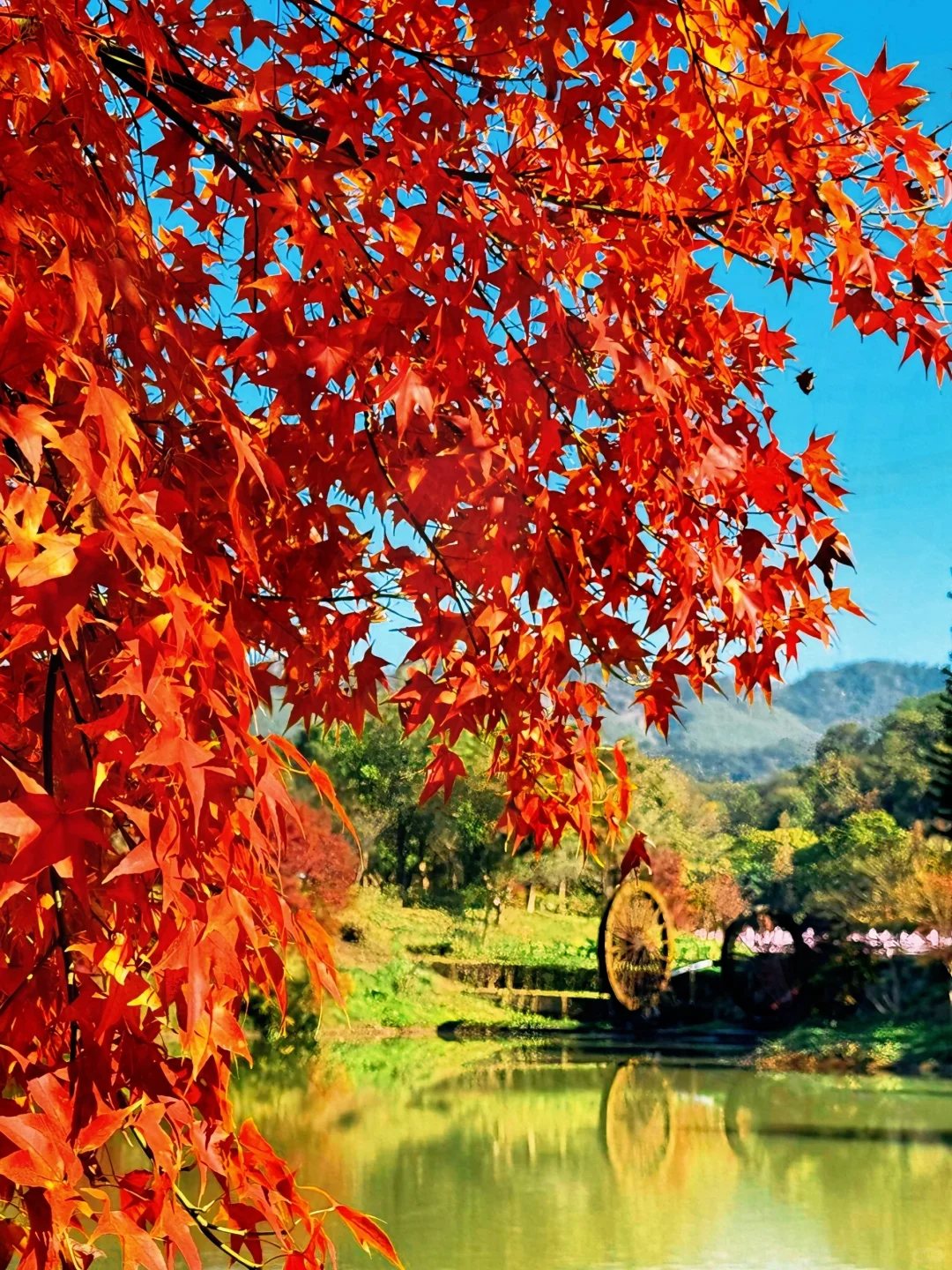 广州出发只需1.5h 属于广东人的红🍁