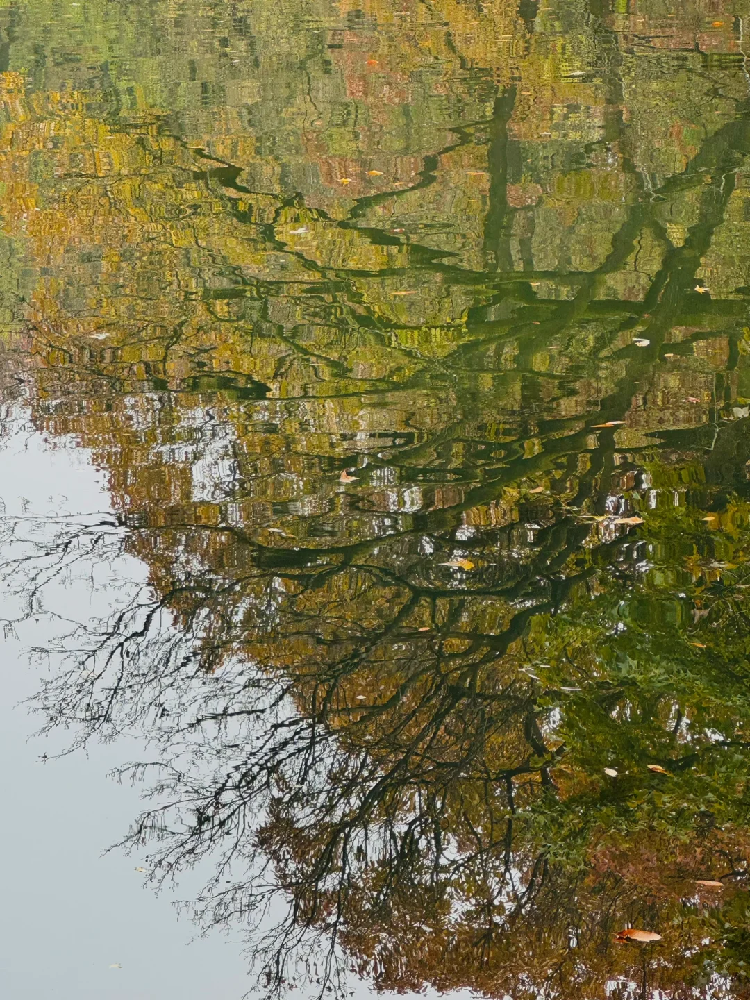 12.5实拍，为灵谷寺的每一棵树欢呼