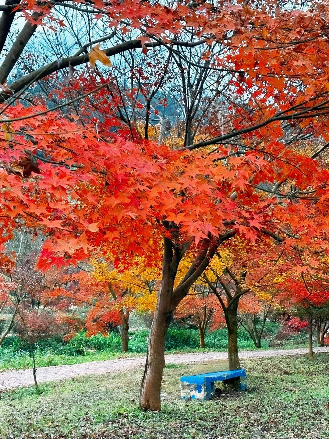 广州出发只需1.5h 属于广东人的红🍁