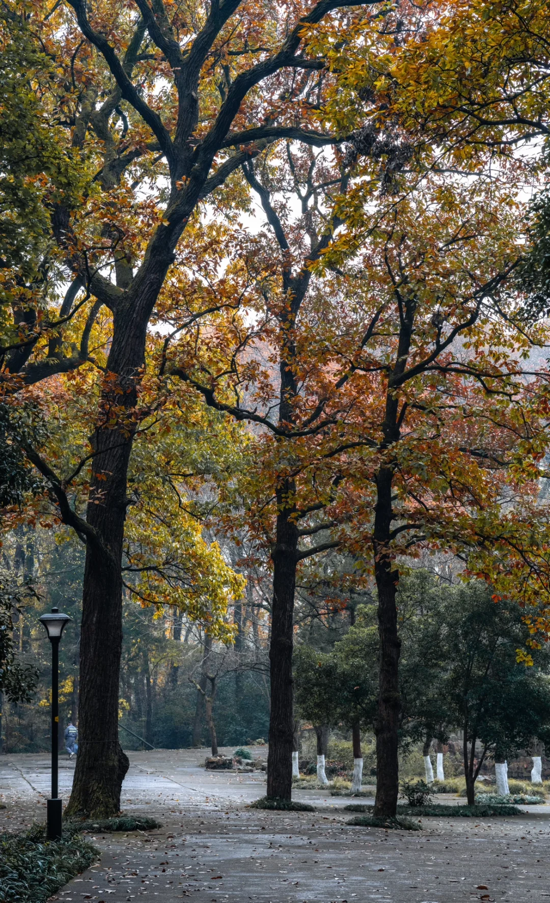 12.5实拍，为灵谷寺的每一棵树欢呼