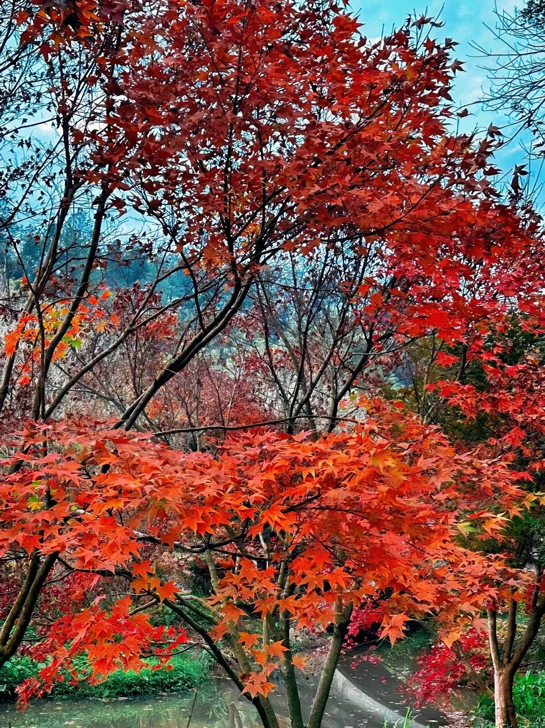 广州出发只需1.5h 属于广东人的红🍁