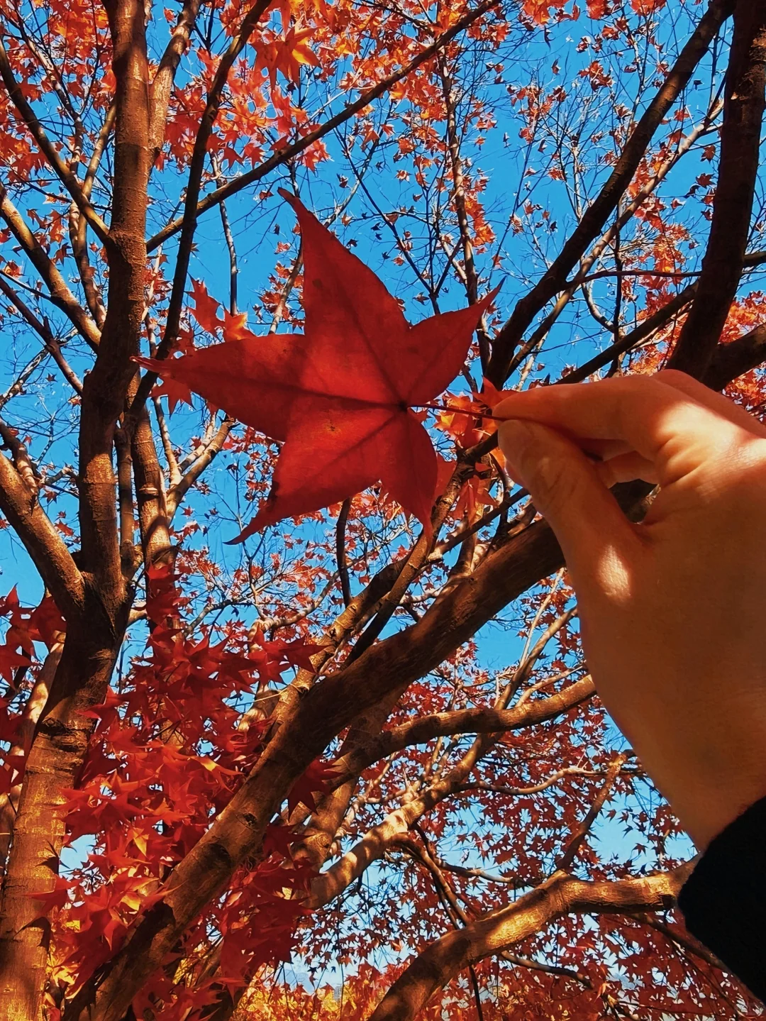 广州出发只需1.5h 属于广东人的红🍁
