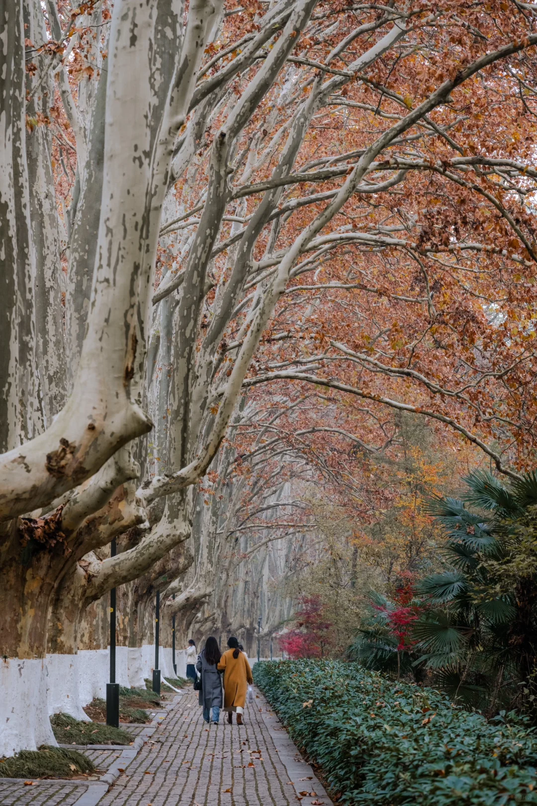 12.5实拍，为灵谷寺的每一棵树欢呼