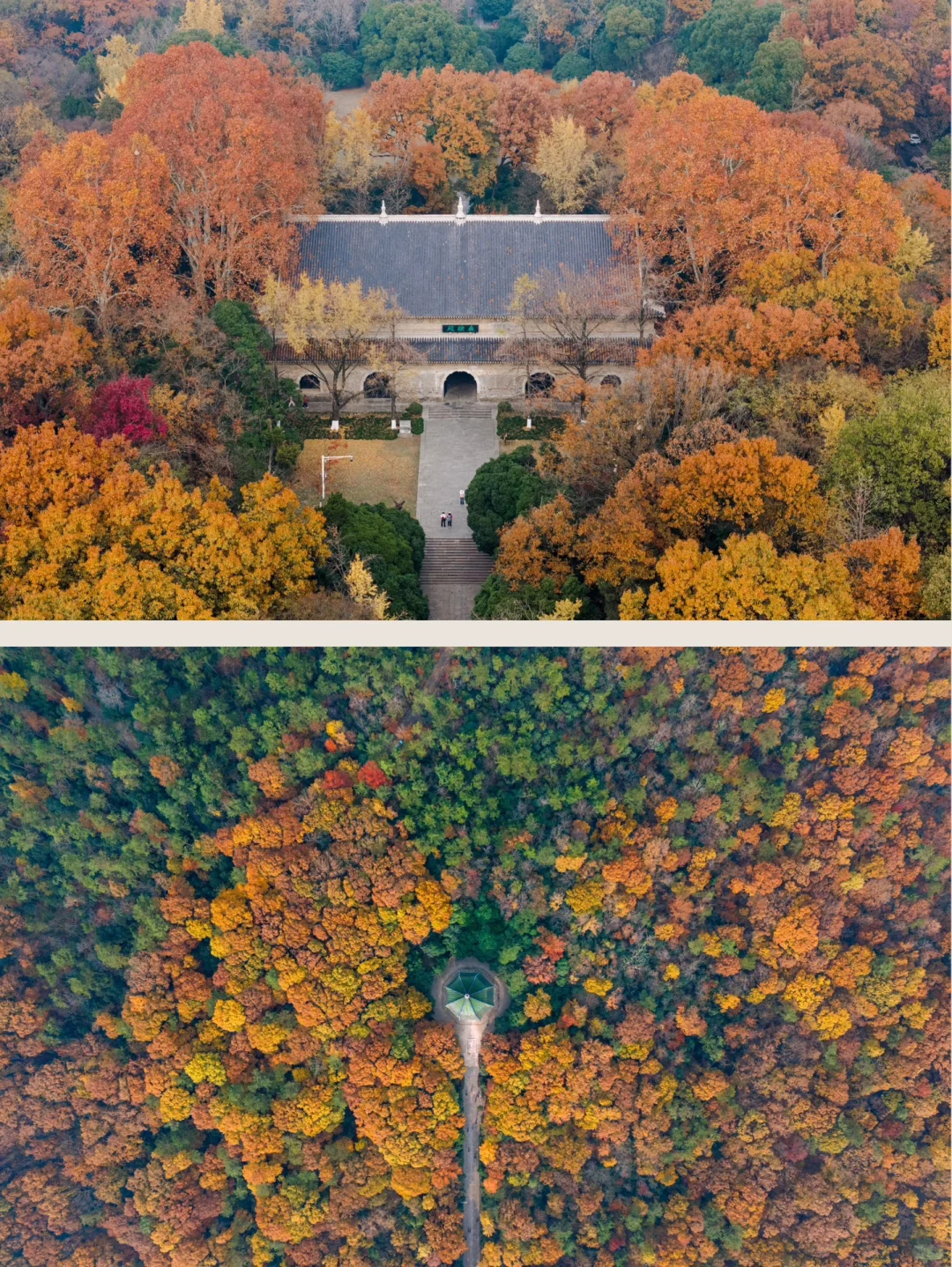 12.5实拍，为灵谷寺的每一棵树欢呼