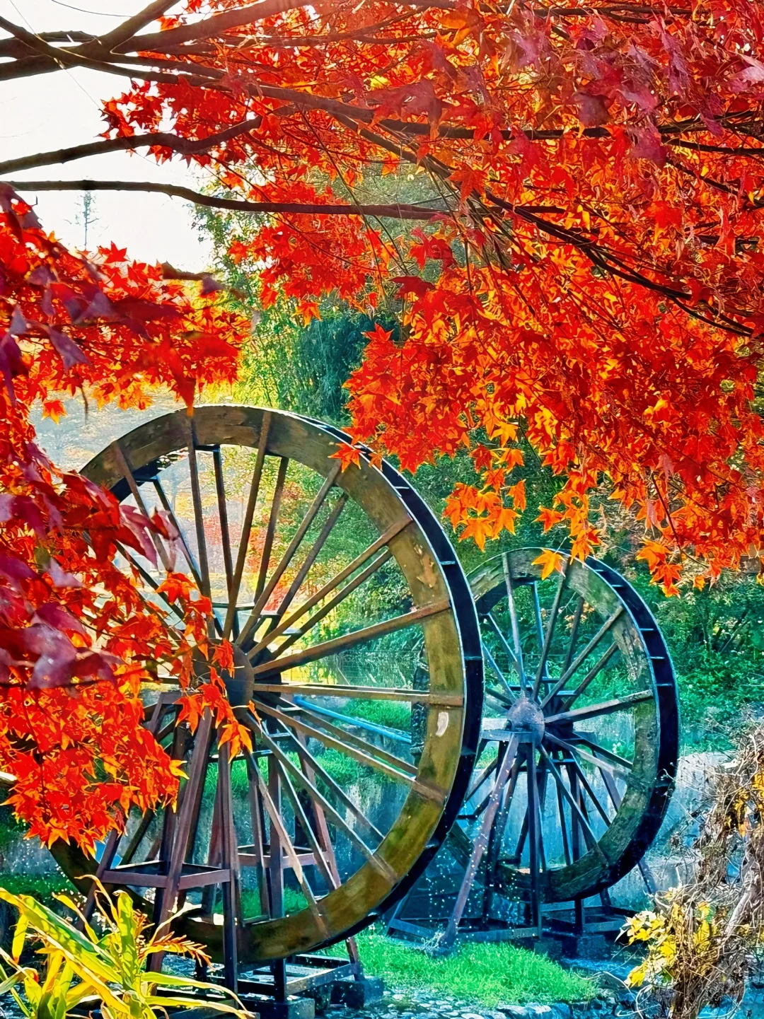 广州出发只需1.5h 属于广东人的红🍁