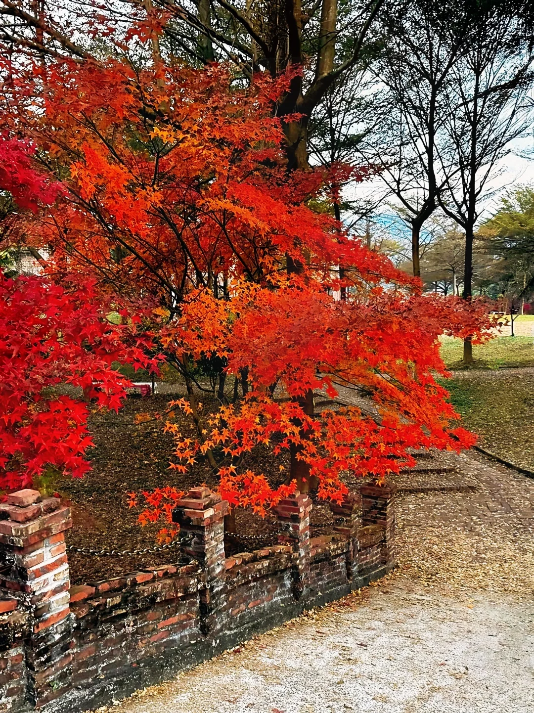 广州出发只需1.5h 属于广东人的红🍁