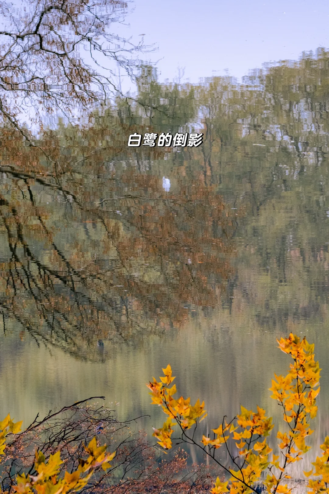 12.5实拍，为灵谷寺的每一棵树欢呼