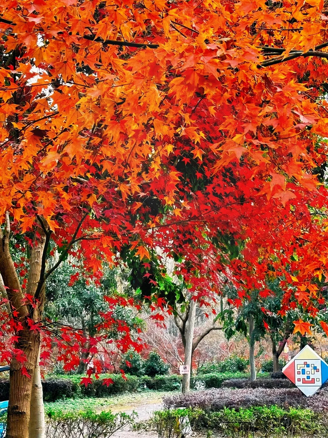广州出发只需1.5h 属于广东人的红🍁