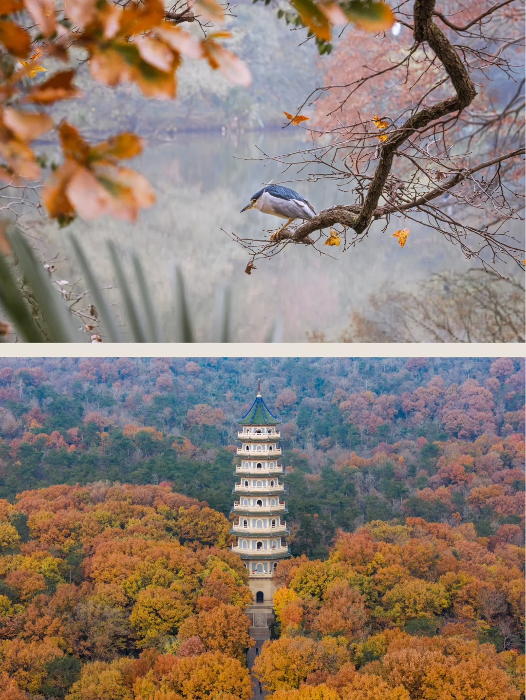 12.5实拍，为灵谷寺的每一棵树欢呼