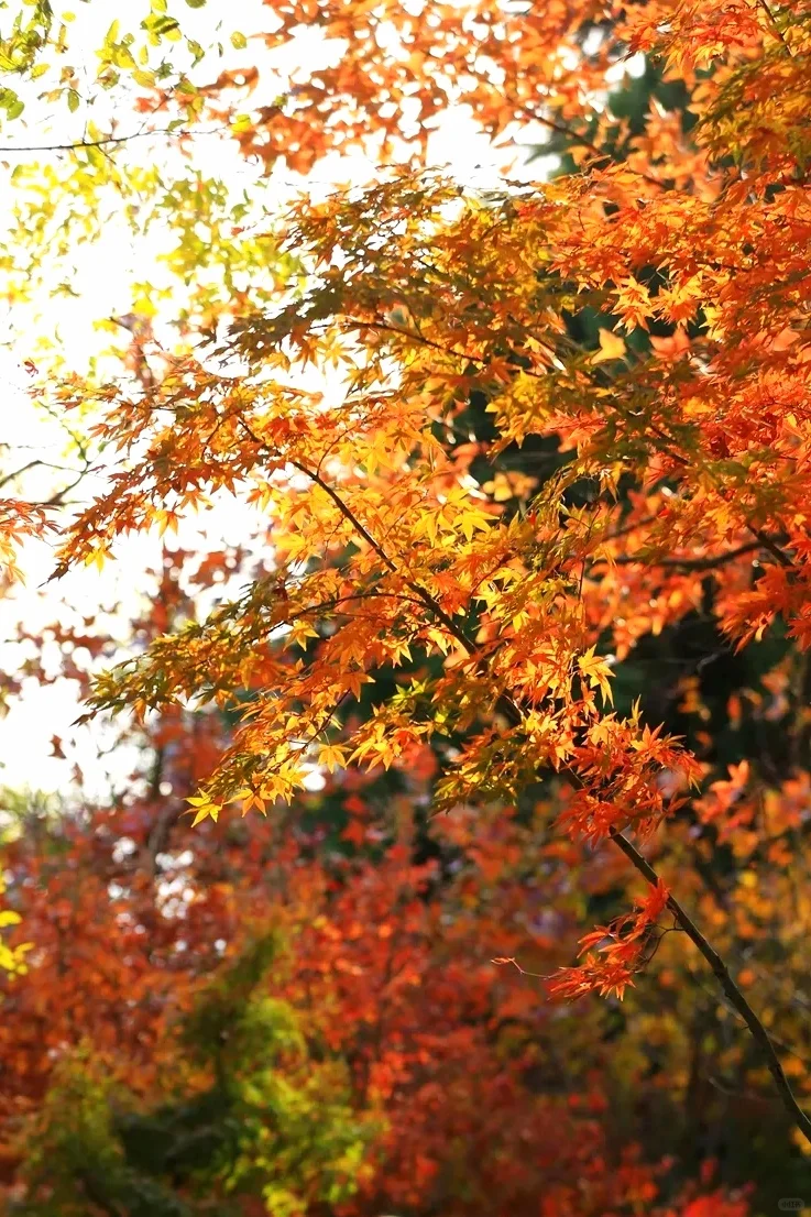 栖霞山已回，最全避坑指南（必看）