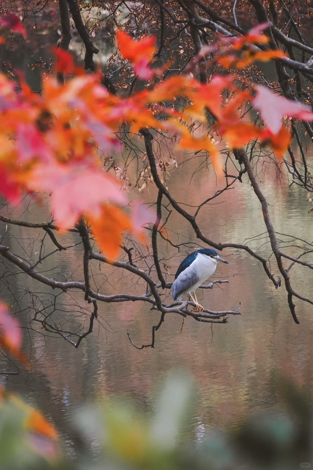 12.5实拍，为灵谷寺的每一棵树欢呼