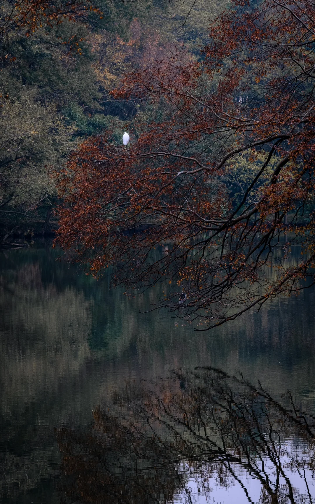 12.5实拍，为灵谷寺的每一棵树欢呼