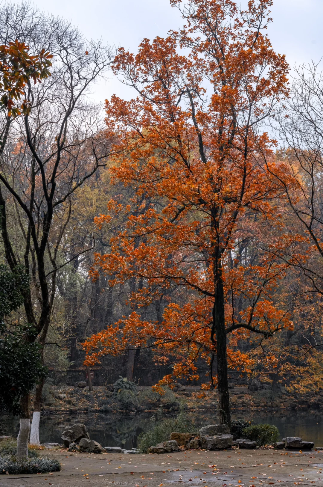 12.5实拍，为灵谷寺的每一棵树欢呼