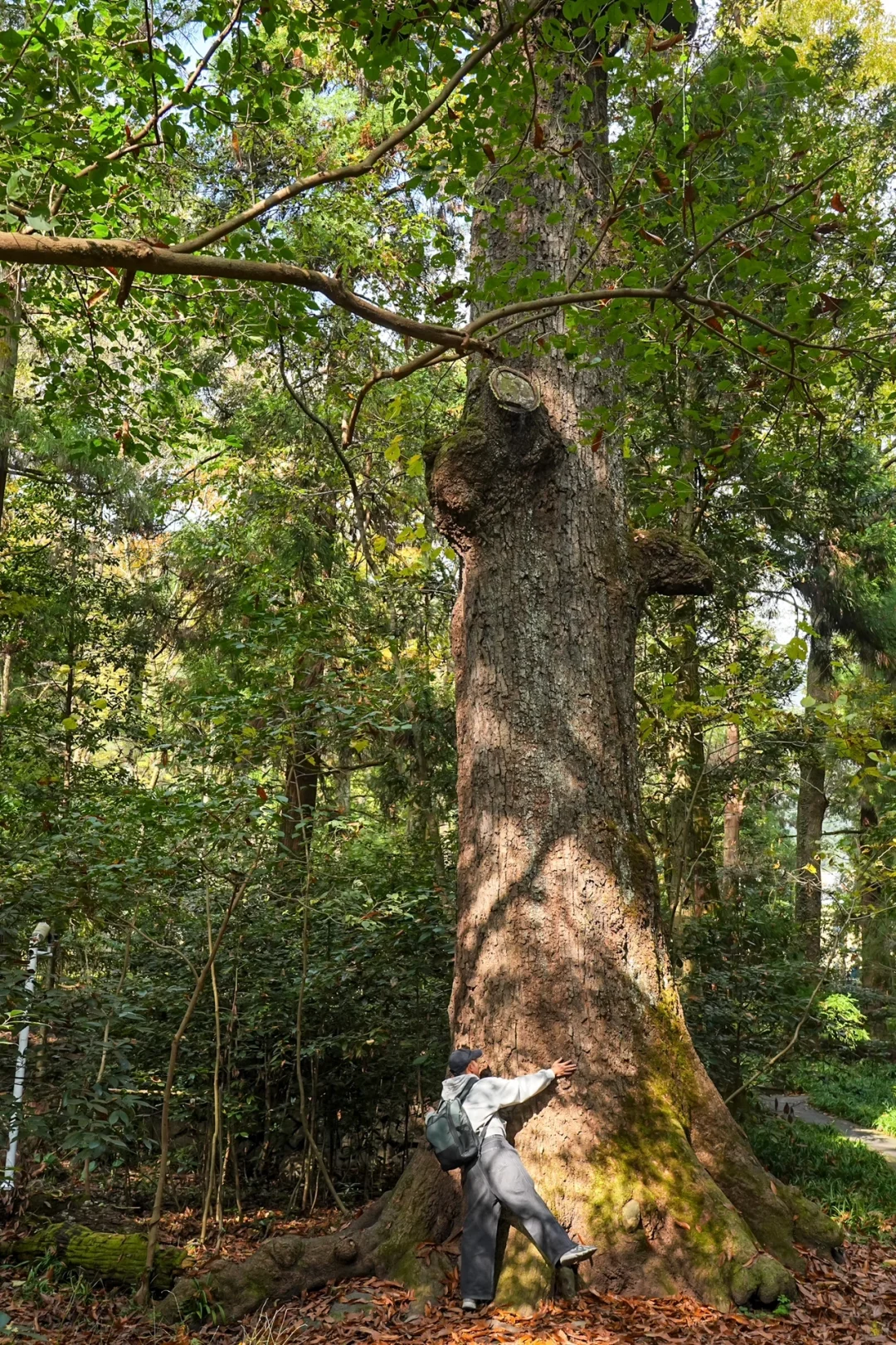 杭州一小时，99%人没去过的秋日古刹🍂