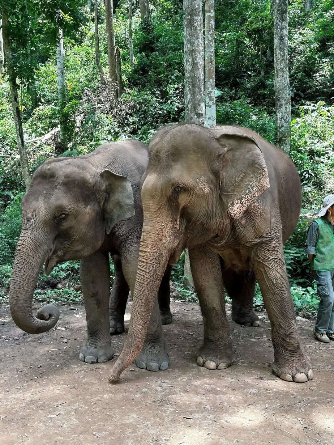 码住这份西双版纳各景点攻略！！