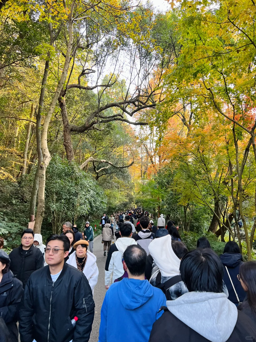 吐槽！九溪烟树的混乱实在配不上它的美！