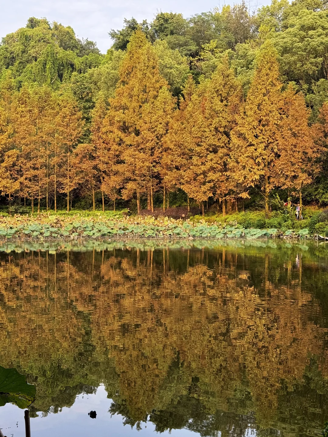 重庆华岩寺 喝茶 抄经 斋饭 赏秋 太全面了