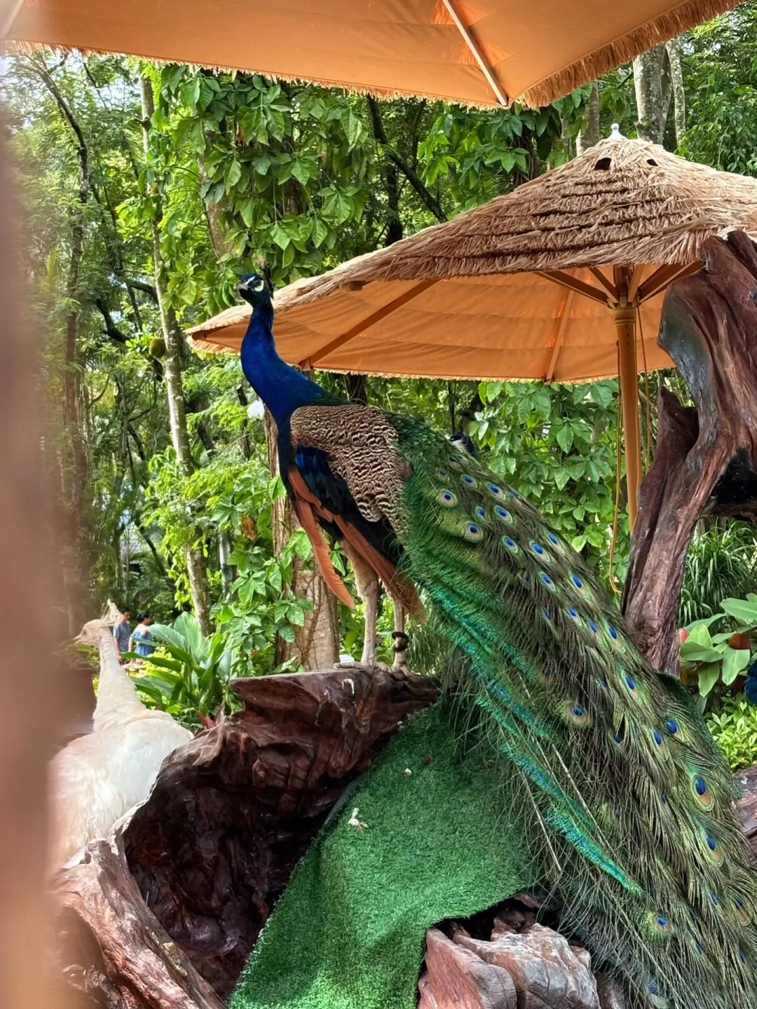 码住这份西双版纳各景点攻略！！