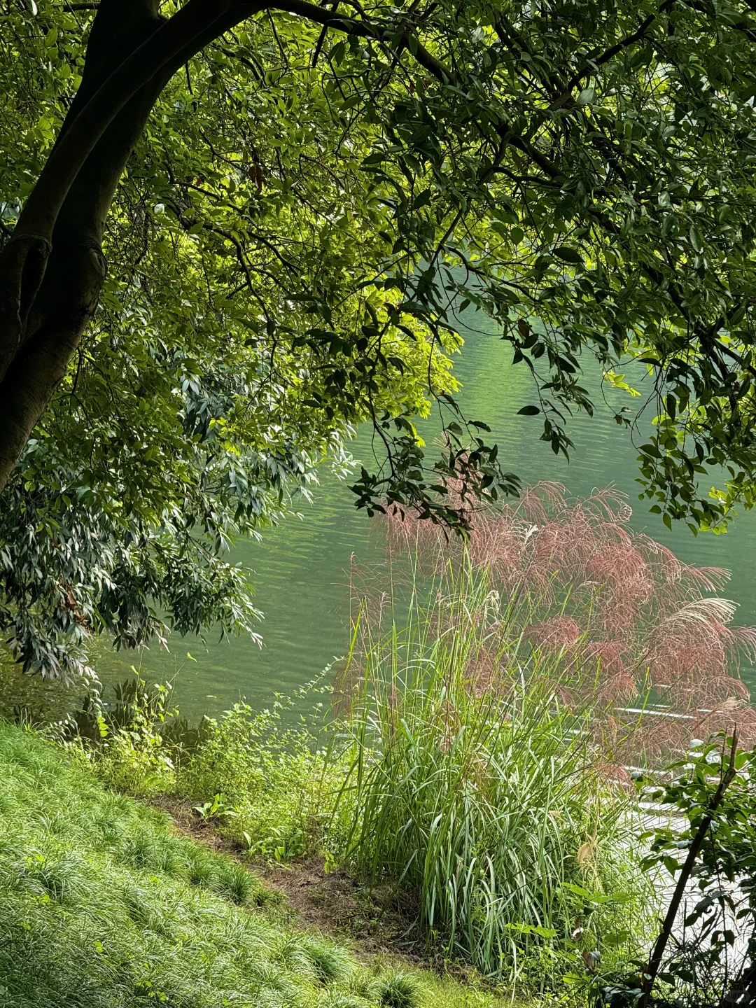 重庆华岩寺 喝茶 抄经 斋饭 赏秋 太全面了